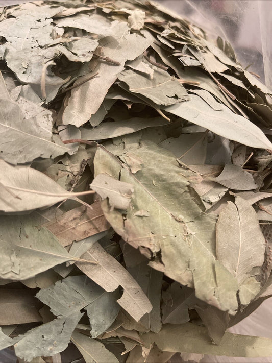 Eucalyptus cut 1 oz (Eucalyptus globulus)